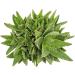 Live Aloe Nobilis & Succulents Plants - Indoor Houseplants by Plants for Pets - Buy Online on GoSupps.com