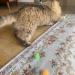 Rimobul 20PCS 1.5INCH Extra Large Glitter Pom Pom Balls for Cats | Cat's Favorite Chase Toy - Buy Online on GoSupps.com