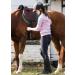 BALEAF Girls Horseback Riding Pants | Kids Equestrian Breeches with Knee-Patch and Pockets | Mid Waist Jodhpurs in Black - Medium - Buy Online on GoSupps.com
