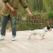 Vivaglory Traffic Handle Dog Leash - 1.8m Reflective Padded Handles Strong Metal Hook - Ideal Training Line for Dogs - Black - Buy Online on GoSupps.com