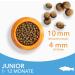 IAMS Junior Dry Cat Food with Fish - 10 kg for Kittens (1-12 Months) | Premium Nutrition for Healthy Growth - Buy Online on GoSupps.com