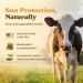 Sunroot Naturals Beef Tallow Sun Balm Mineral Zinc Oxide | Natural Protective Moisturizer & Barrier Cream (1.83 oz) Made In USA - Buy Online on GoSupps.com