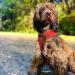 Bunty No Pull Dog Harness Medium - Soft, Breathable & Durable Adjustable Vest for Dogs, Cats & Puppies - Green D-Ring Medium Size - Buy Online on GoSupps.com