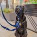 Halti Head Harness for Medium Dogs - Stop Pulling Padded Nose Strap Lightweight Cobalt Blue - Buy Online on GoSupps.com