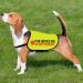 PTSD Service Dog Do Not Distract Dog Jacket Vest PTSD Service Dog Slogan Warning Vest PTSD Assistance Dog Alert Gift (PTSD Medium) PTSD M EU - Buy Online on GoSupps.com