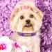 Senristar Personalized Leather Dog Collar with Engraved Name Tag | Durable & Stylish for Small Medium & Large Dogs (L Violet) - International Shipping Available - Buy Online on GoSupps.com