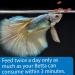 API Betta Food Fish Food Pellet, .78 oz Container - Pack of 1 - Buy Online on GoSupps.com