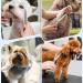 Jason Professional Dog Cup Set - 6 in 1 Fur Scissors for Dogs | 7 Straight Curved Chunker & Thinning Scissors with Ergonomic Handle Rose Gold - Buy Online on GoSupps.com