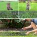 SENENQU Cat Scat Mat with Spikes 12in x 13ft Scat Mat for Cat Indoor  Cat Repellent Mats Anti-Cats Deterrent Mat Prickle Strips Home Spike Deterrent for Outdoor Garden Window Sofa - Buy Online on GoSupps.com
