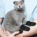 4pcs Anti Scratch Cat Mittens Adjustable Mesh Cat Foot Covers Breathable Cats Paw Covers Cat Nail Gloves Cat Paw Protector Cat Booties for Pet Bathing Cutting Nails Checking (XL Black) - Buy Online on GoSupps.com
