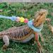SHMLY 2-Piece Adjustable Leash & Harness for Lizards Hamsters Guinea Pigs & Small Pets - Blue & Pink - Buy Online on GoSupps.com