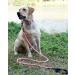 Shop LynxKing Tow Lines for Dogs - Durable Dog Leash for Small to Large Breeds - Red with Carabiner Hook 1.3cm x 180cm - Buy Online on GoSupps.com