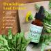 Buy Best Botanicals Dandelion Leaf Extract 1 oz - Premium Quality Herbal Supplement for Detox & Digestive Health - International Shipping Available - Buy Online on GoSupps.com