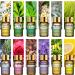 PHATOIL Essential Oils Gift Set - 15 x 5ml Pure Aromatherapy Oils for Skin, Hair, Bath - Ideal for Humidifier, Diffuser, Relaxation Ylang Ylang - Buy Online on GoSupps.com