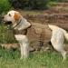 Soapow Dog Pack Hound Dog Saddle Bag Backpack - Travel & Hiking with 2 Side Pockets - L Khaki - Buy Online on GoSupps.com