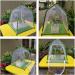 2 Pcs Portable Habitat | Insect Habitat Cage Catcher Plant Net with Hook Polyester Mesh Cage Enclosure for Caterpillars Stick Insect 12.2x12.2x15.7 Inch Kot-au 2 Pcs 31*31*40cm - Buy Online on GoSupps.com