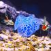 VOCOSTE Silicone Glowing Blue Aquarium Coral with Sucker - Stunning Simulation for Fish Tank Decor - Buy Online on GoSupps.com