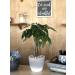 Costa Farms Money Tree Pachira in Premium Ceramic Planter - 16 Tall - Gift Medium Money Tree Planter - Buy Online on GoSupps.com