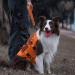 Oneigris Bolt Short Guide Dog Leash 30cm | Reflective Nylon Tiger Tooth Clip Soft Upholstery | Ideal for Medium & Large Dogs | Orange - Buy Online on GoSupps.com