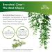 Terry Naturally Bronchial Clear Tablets - Pack of 2 - Lung & Upper Respiratory Support - Non-Drowsy - Non-Jittery - Non-GMO - Gluten Free - 180 Servings - Buy Online on GoSupps.com