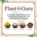 Plant Guru Raw African Shea Butter 32 oz. / 2 lbs. Jar Bulk 100% Pure Natural Unrefined YELLOW - Ideal Moisturizer For Dry Skin Body Face And Hair Growth. Great For DIY Soap and Lip balm Making. 32 Ounce (Pack of 1) - Buy Online on GoSupps.com