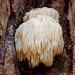 MyPaleo Lions Mane Coffee Ground Roasted and Packed in the UK 100% Natural and Mycotoxin Free No Additives Only Real Mushrooms (Lions Mane Coffee 100g) - Buy Online on GoSupps.com
