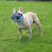 Jyhy Adjustable Muzzle for Short Snouted Dogs - Breathable & Comfortable Bulldog Muzzle for Biting Chewing & Training - Size M (28-43 cm) - Blue - Buy Online on GoSupps.com