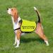 CENWA Rescue In Training Do Not Pet Dog Jacket Vest Nervous Anxious Training Dog Slogan Warning Vest (In Training Rescue M EU) - Buy Online on GoSupps.com