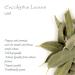Buy Organic Eucalyptus Leaf Tea - 50g Biodegradable Herbal Tea for Health | Free International Shipping - Buy Online on GoSupps.com