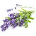 Cliganic 100% Pure Lavender Essential Oil - 10ml (26 fl oz) for Aromatherapy & Relaxation - Buy Online on GoSupps.com