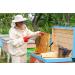 Premium Bees Pollen - 500g Pure & Residue-Free | Sweet Mild Flavor | High-Quality Beekeeping Product - Buy Online on GoSupps.com