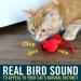 OurPets Play-N-Squeak Real Birds Cat Toys - Interactive Catnip Toys for Indoor Cats | Real Chirping Bird Electronic Sound Included - Buy Online on GoSupps.com
