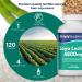 Soy Lecithin Capsules 4800mg | 120 Capsules | Made in UK | High Quality Supplement - Buy Online on GoSupps.com
