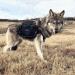 OllyDog Trekker RF Dog Backpack Harness - Lightweight Saddle Bag for Walking, Camping, and Backpacking - Medium Raven - Buy Online on GoSupps.com