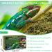 Riare Natural Sphagnum Moss for Reptiles - 400g Terrarium Moss Bricks | Increase Humidity for Healthy Reptile Habitat - Buy Online on GoSupps.com