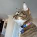 Pawtitas Multicolor Cat Collar with Safety Buckle and Bell - Teal/Pink/Purple - Buy Online on GoSupps.com