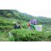 Yingfeng Mountain Organic Tea Organic Black Tea Red Tea Loose Teapot Tea Pure Wow Tea Made from China 250 g 2 - Buy Online on GoSupps.com