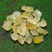 50G Natural Gemstone Citrine Crystal Raw Stone Stone Rough Yellow Quartz Collection Home Decoration Stone Mineral Specimen - Buy Online on GoSupps.com