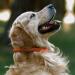 CollarDirect Handmade Round Leather Dog Collar - Soft Padded Real Leather for Dogs & Cats - Sizes 35-40 cm - Multiple Colors: Black Pink Red Purple Blue Orange - Buy Online on GoSupps.com