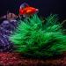 TAOMYPETS Plastic Aquarium Plants - Coral Reef Ornaments for Fish Tanks | Green Aquarium Decor for Vibrant Aquatic Life - Buy Online on GoSupps.com