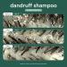VERB Dandruff Shampoo - Magnolia & Eucalyptus 8 Fl Oz | Best Anti-Dandruff Solution for Healthy Scalp | International Shipping Available - Buy Online on GoSupps.com