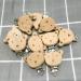5pcs Natural Beech Wood Animal Pacifier Clips | DIY Grasping Toy & Chain Clips | Bear Design - Buy Online on GoSupps.com