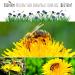 Dandelion Seeds for Rabbits Guinea Pigs & Turtles - Wild Herb Feed Supplement (100 000 Seeds) - Top Quality eCommerce - Buy Online on GoSupps.com