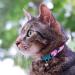 Kittyrama Botanical Collars for Cats & Kittens - Hypoallergenic Breakaway Veterinarian Approved | Comfort & Style for Your Feline Friends - Buy Online on GoSupps.com