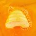 Bee Happy Bath Bomb - Sweet Honey - Buy Online on GoSupps.com