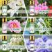 12-Pack Migcaput Essential Oils Diffuser Set - 100% Natural Aromatherapy Oils (Jasmine Lavender Rose & More) for Diffusers Humidifiers & Massage - Buy Online on GoSupps.com