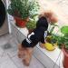 Fashionable Cotton Dog Hoodie - Stylish Streetwear Sweatshirt for Small & Medium Dogs & Cats - Black - Perfect Pet Outfit - Buy Online on GoSupps.com