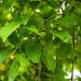 Guava Leaf Tea - Buy Online on GoSupps.com