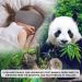 Sleepy Panda Bamboo Sleep Mask - 100% Blackout Luxury Eye Mask for Side, Back, & Front Sleeping - Includes Bonus Ear Plugs - Buy Online on GoSupps.com
