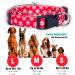 Native Pup Holiday Dog Collar - Valentine's Day, Halloween, Thanksgiving, Christmas, 4th of July, American Flag, St. Patrick's Day, Easter - Medium (Pack of 1) Christmas Snowflakes - Buy Online on GoSupps.com